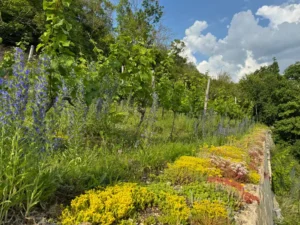 Bio Riesling aus Freyburg direkt vom Winzer Online kaufen.